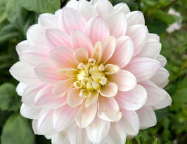 Жоржина декоративна Сільвер Ерз (Silver Years) в горщикукупити