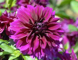 Жоржина декоративна Томас А.Едісон (Thomas A.Edison) в горщикукупити