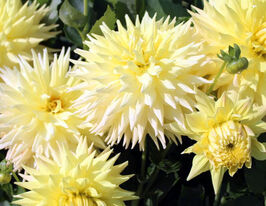 Жоржина кактусовидна Трупер Ден (Trooper Dan) в горщикукупити