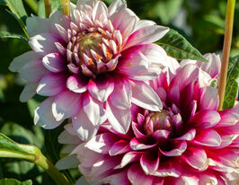 Жоржина декоративна Верді (Verdi)купити