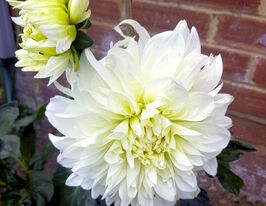 Жоржина декоративна Уайт Перфекшн (White Perfection)купити