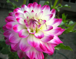 Жоржина декоративна Ху Дан Іт (Who Dun It)купити