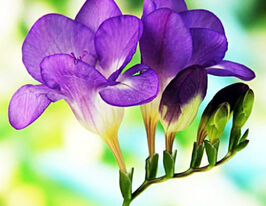Фрезия простая фиолетовая (Purple) купить