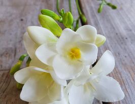 Фрезия простая белая (White)  купить