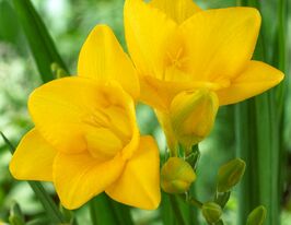 Фрезия простая желтая (Yellow) купить