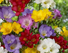 Фрезія проста суміш (Mix)купити