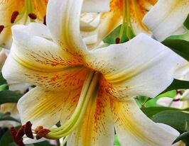 Лілія ОТ-гібрид Містер Кас (Mister Cas)купити