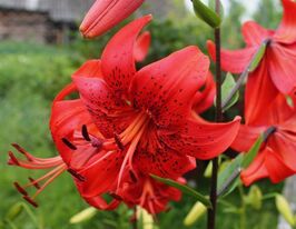 Лілія тигрова Ред Лайф ( Red Life)купити