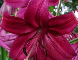 Лилия азиатская Пурпл Марбл (Purple Marble) купить