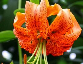 Лілія мартагон Генрі (Henryi)купити