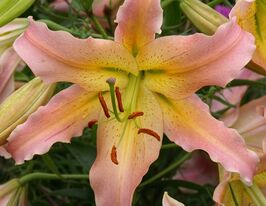 Лілія ОТ-гібрид Елюсів (Elusive)купити