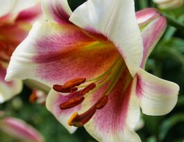 Лілія ОТ-гібрид Пешн Мун (Passion Moon)купити