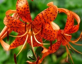 Лілія тигрова Лансіфоліум (Lancifolium)купити