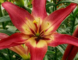 Лилия азиатская Изи Дрим (Easy Dream) купить