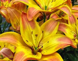 Лилия азиатская Изи Фентази (Easy Fantasy) купить