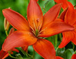 Лилия азиатская Мандарин Стар (Mandarin Star) купить