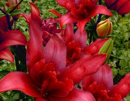 Лилия азиатская Болд Игл (Bald Eagle) купить