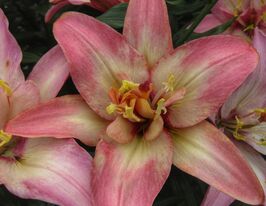 Лилия азиатская Дабл Трабл (Double Trouble) купить