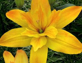 Лилия азиатская Голд Твин (Gold Twin) купить