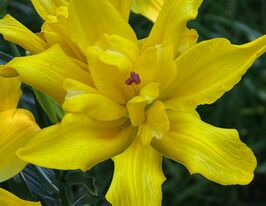 Лилия азиатская Томос (Tomos) купить