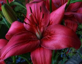 Лилия азиатская Лемберг (Lemberg) купить