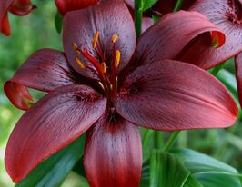 Лілія азіатська Роял Кіс (Royal Kiss)купити