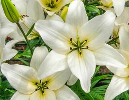 Лилия азиатская Уайт Каунти (White County) купить
