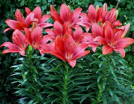 Лилия азиатская Хэппи Харт (Happy Heart) купить