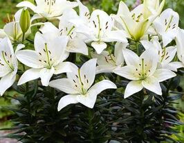 Лилия азиатская Хэппи Айс (Happy Ice) купить