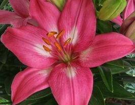 Лилия азиатская Розалин (Rozalynn) купить