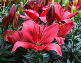 Лилия азиатская Тренди Гавана (Trendy Havanna) купить