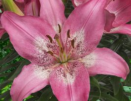 Лилия азиатская Тренди Никосия (Trendy Nicosia) купить