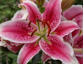 Лілія східна Аспірейшн (Aspiration)купити