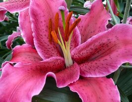 Лілія орієнтальна Корвара (Corvara)купити