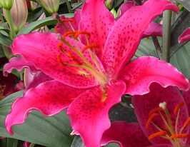 Лілія орієнтальна Гомера (Gomera)купити