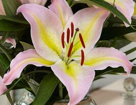 Лілія орієнтальна Фокус Покус (Hocus Pocus)купити