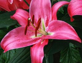 Лілія орієнтальна Мерідон (Meridon)купити