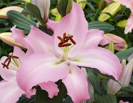 Лілія орієнтальна Пінк Ньюс (Pink News)купити