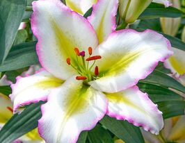 Лілія орієнтальна Прімроуз Хілл (Primrose Hill)купити