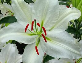 Лілія орієнтальна Пуресс (Puresse)купити