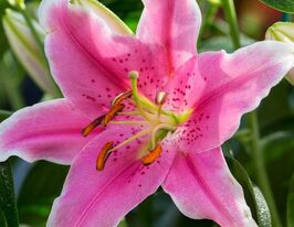 Лілія орієнтальна Сорбонна (Sorbonne)купити