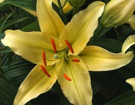 Лілія орієнтальна Голд Паті (Gold Party)купити