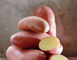 Картофель Шери купить