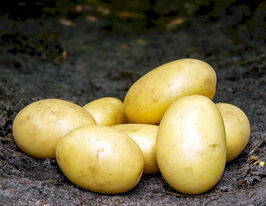 Картофель Сантера купить