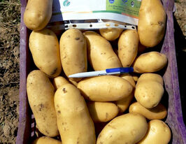 Картофель Нена купить