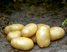 Картофель Элинор купить