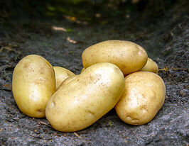 Картофель Цимега купить