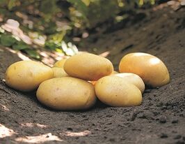 Картофель Белмира купить