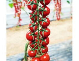 Томат високорослий Мінопріо F1купити