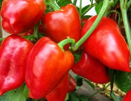 Перец Ева купить